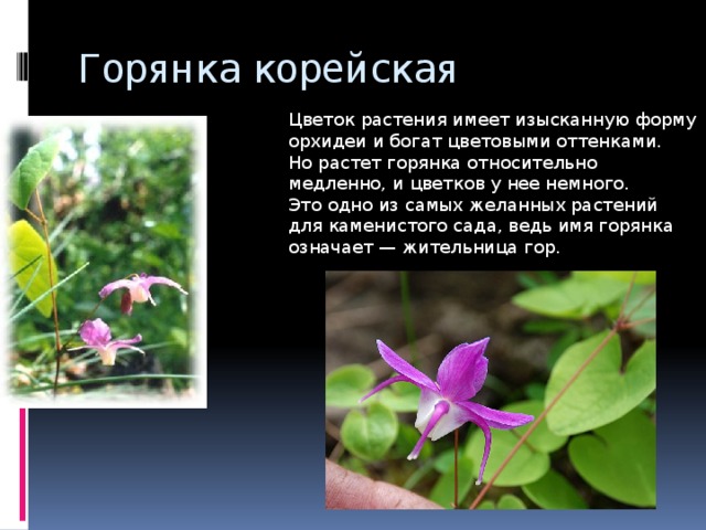 Горянка корейская Цветок растения имеет изысканную форму орхидеи и богат цветовыми оттенками. Но растет горянка относительно медленно, и цветков у нее немного. Это одно из самых желанных растений для каменистого сада, ведь имя горянка означает — жительница гор. 