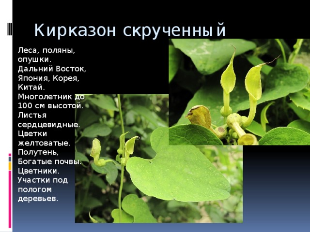 Кирказон скрученный Леса, поляны, опушки. Дальний Восток, Япония, Корея, Китай.  Многолетник до 100 см высотой. Листья сердцевидные. Цветки желтоватые. Полутень, Богатые почвы. Цветники. Участки под пологом деревьев. 