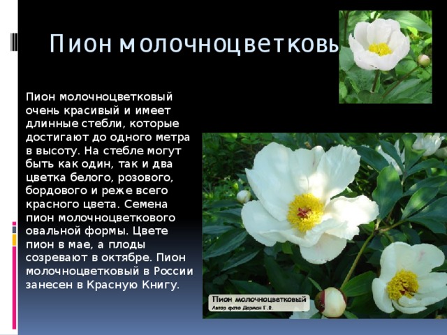 Пион молочноцветковый Пион молочноцветковый очень красивый и имеет длинные стебли, которые достигают до одного метра в высоту. На стебле могут быть как один, так и два цветка белого, розового, бордового и реже всего красного цвета. Семена пион молочноцветкового овальной формы. Цвете пион в мае, а плоды созревают в октябре. Пион молочноцветковый в России занесен в Красную Книгу.   