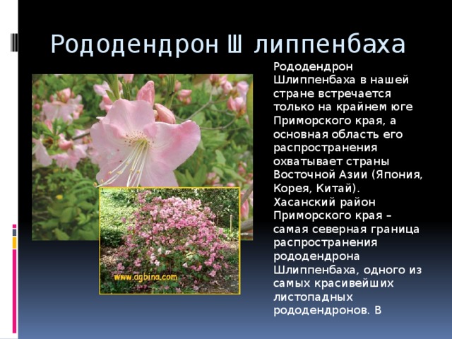 Рододендрон Шлиппенбаха Рододендрон Шлиппенбаха в нашей стране встречается только на крайнем юге Приморского края, а основная область его распространения охватывает страны Восточной Азии (Япония, Корея, Китай). Хасанский район Приморского края – самая северная граница распространения рододендрона Шлиппенбаха, одного из самых красивейших листопадных рододендронов. В 