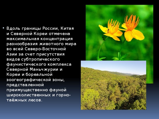 Вдоль границы России, Китая и Северной Кореи отмечена максимальная концентрация разнообразия животного мира во всей Северо-Восточной Азии за счет присутствия видов субтропического фаунистического комплекса Северной Маньчжурии и Кореи и бореальной зоогеографической зоны, представленной преимущественно фауной широколиственных и горно-таёжных лесов. 