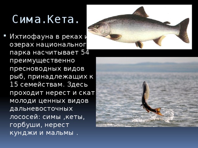 Сима. Кета. Ихтиофауна в реках и озерах национального парка насчитывает 54 преимущественно пресноводных видов рыб, принадлежащих к 15 семействам. Здесь проходит нерест и скат молоди ценных видов дальневосточных лососей: симы ,кеты, горбуши, нерест кунджи и мальмы . 