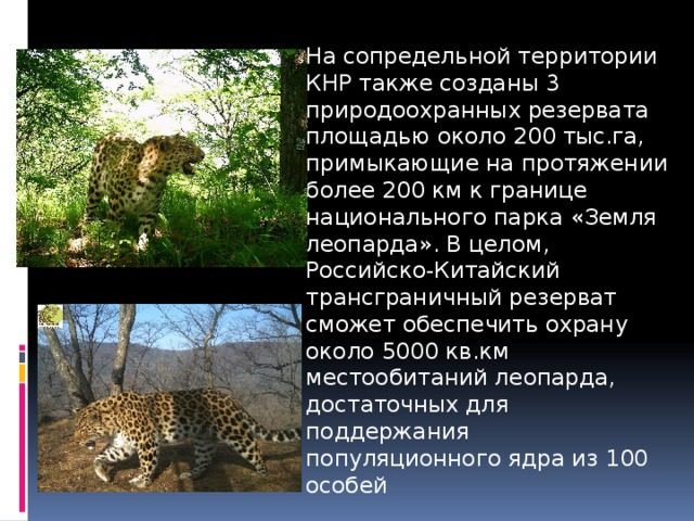 На сопредельной территории КНР также созданы 3 природоохранных резервата площадью около 200 тыс.га, примыкающие на протяжении более 200 км к границе национального парка «Земля леопарда». В целом, Российско-Китайский трансграничный резерват сможет обеспечить охрану около 5000 кв.км местообитаний леопарда, достаточных для поддержания популяционного ядра из 100 особей 