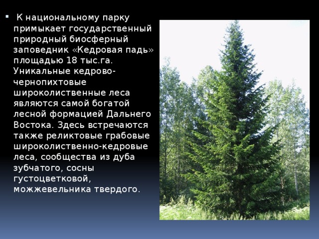  К национальному парку примыкает государственный природный биосферный заповедник «Кедровая падь» площадью 18 тыс.га. Уникальные кедрово-чернопихтовые широколиственные леса являются самой богатой лесной формацией Дальнего Востока. Здесь встречаются также реликтовые грабовые широколиственно-кедровые леса, сообщества из дуба зубчатого, сосны густоцветковой, можжевельника твердого. 