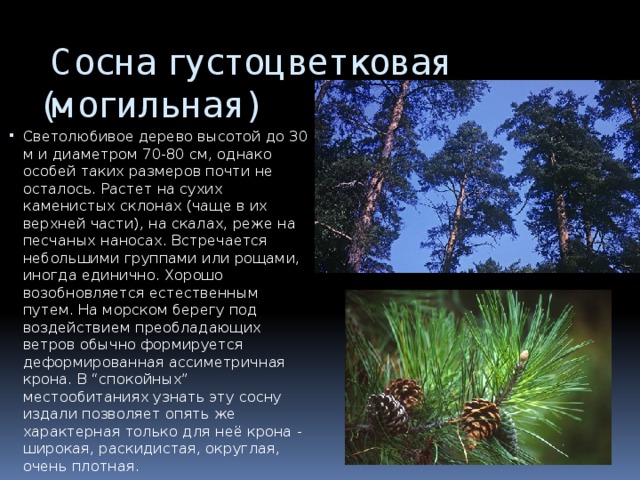  Сосна густоцветковая (могильная) Светолюбивое дерево высотой до 30 м и диаметром 70-80 см, однако особей таких размеров почти не осталось. Растет на сухих каменистых склонах (чаще в их верхней части), на скалах, реже на песчаных наносах. Встречается небольшими группами или рощами, иногда единично. Хорошо возобновляется естественным путем. На морском берегу под воздействием преобладающих ветров обычно формируется деформированная ассиметричная крона. В “спокойных” местообитаниях узнать эту сосну издали позволяет опять же характерная только для неё крона - широкая, раскидистая, округлая, очень плотная. 