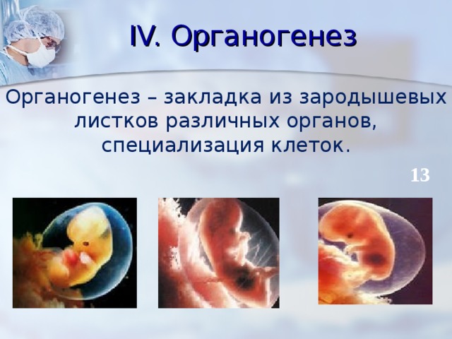 Органогенез – закладка из зародышевых листков различных органов, специализация клеток . IV. Органогенез 13