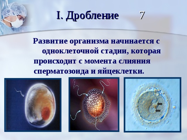 I. Дробление 7  Развитие организма начинается с одноклеточной стадии, которая происходит с момента слияния сперматозоида и яйцеклетки.