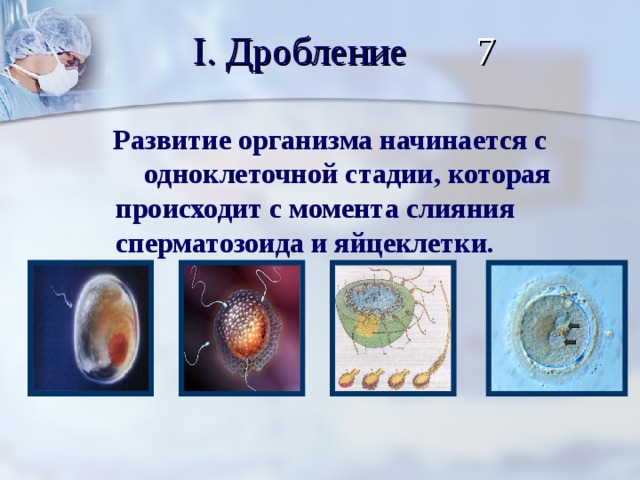 I. Дробление 7  Развитие организма начинается с одноклеточной стадии, которая происходит с момента слияния сперматозоида и яйцеклетки.
