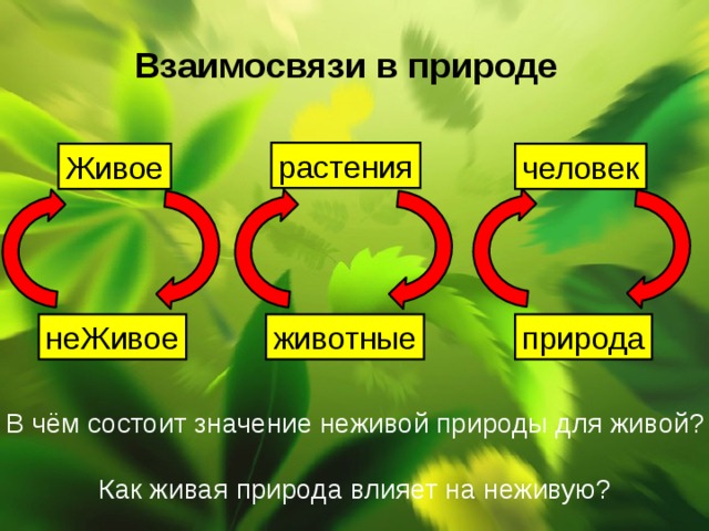 Взаимосвязи в природе растения Живое человек неЖивое животные природа В чём состоит значение неживой природы для живой? Как живая природа влияет на неживую? 