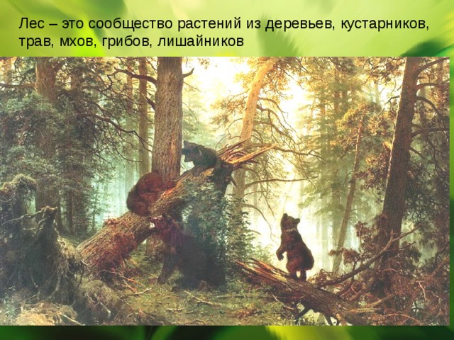 Лес – это сообщество растений из деревьев, кустарников, трав, мхов, грибов, лишайников 