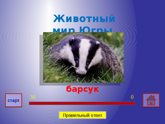 Животный мир Югры 200 барсук 0 30 старт Правильный ответ