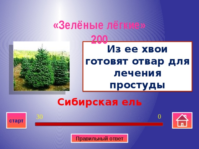 «Зелёные лёгкие» 200 Из ее хвои готовят отвар для лечения простуды Сибирская ель 0 30 старт Правильный ответ
