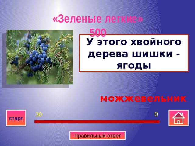«Зеленые легкие» 500 У этого хвойного дерева шишки - ягоды  можжевельник 0 30 старт Правильный ответ