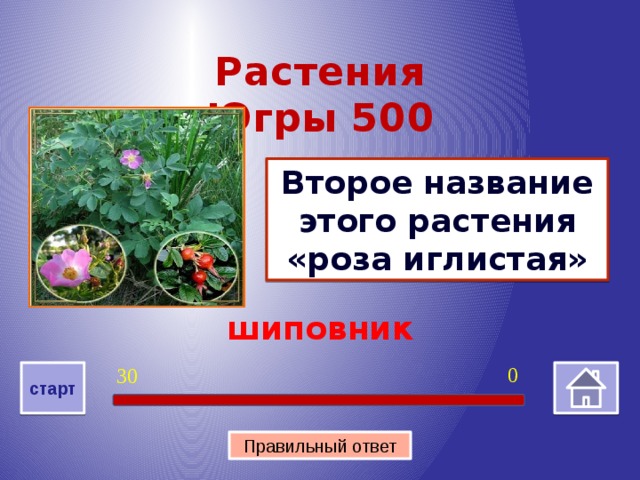 Растения Югры 500 Второе название этого растения «роза иглистая» шиповник 0 30 старт Правильный ответ