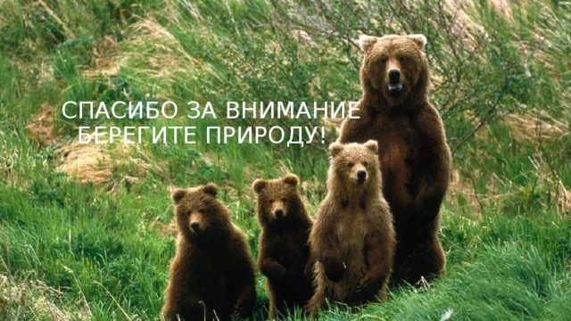  Спасибо за внимание  Берегите Природу! 