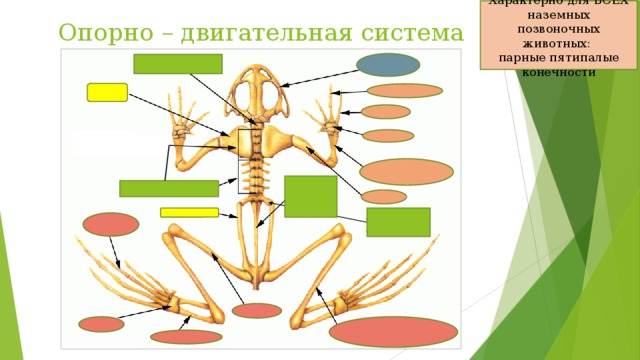 Единый план строения пятипалых конечностей