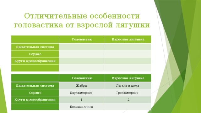 Боковая линия головастика и взрослой лягушки. Особенности строения головастика. Сравнение головастика и взрослой лягушки. Дыхательная система головастика. Сравнительная характеристика головастика и лягушки.