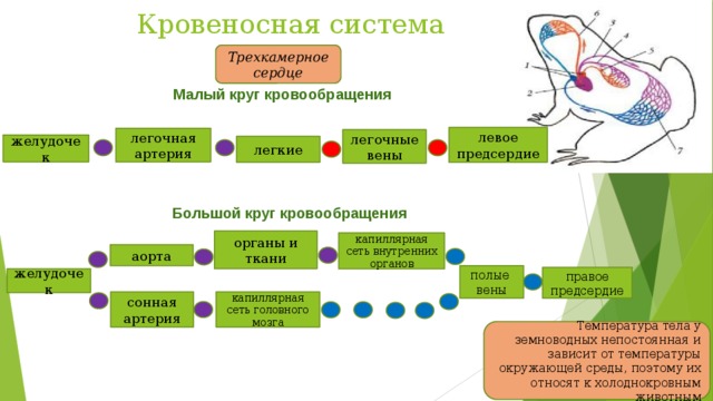 Кровеносная система Трехкамерное сердце Малый круг кровообращения левое предсердие легочная артерия легочные вены желудочек легкие Большой круг кровообращения органы и ткани капиллярная сеть внутренних органов аорта полые вены правое предсердие желудочек капиллярная сеть головного мозга сонная артерия Температура тела у земноводных непостоянная и зависит от температуры окружающей среды, поэтому их относят к холоднокровным животным 