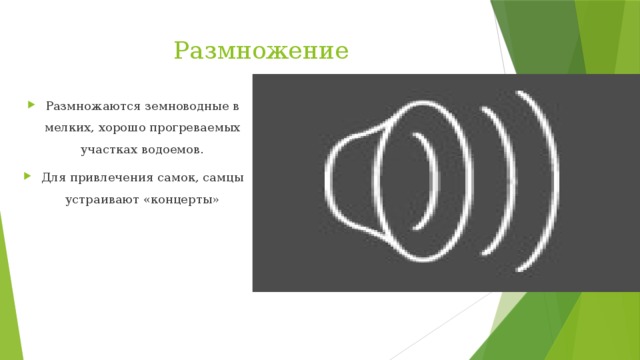 Размножение Размножаются земноводные в мелких, хорошо прогреваемых участках водоемов. Для привлечения самок, самцы устраивают «концерты» 