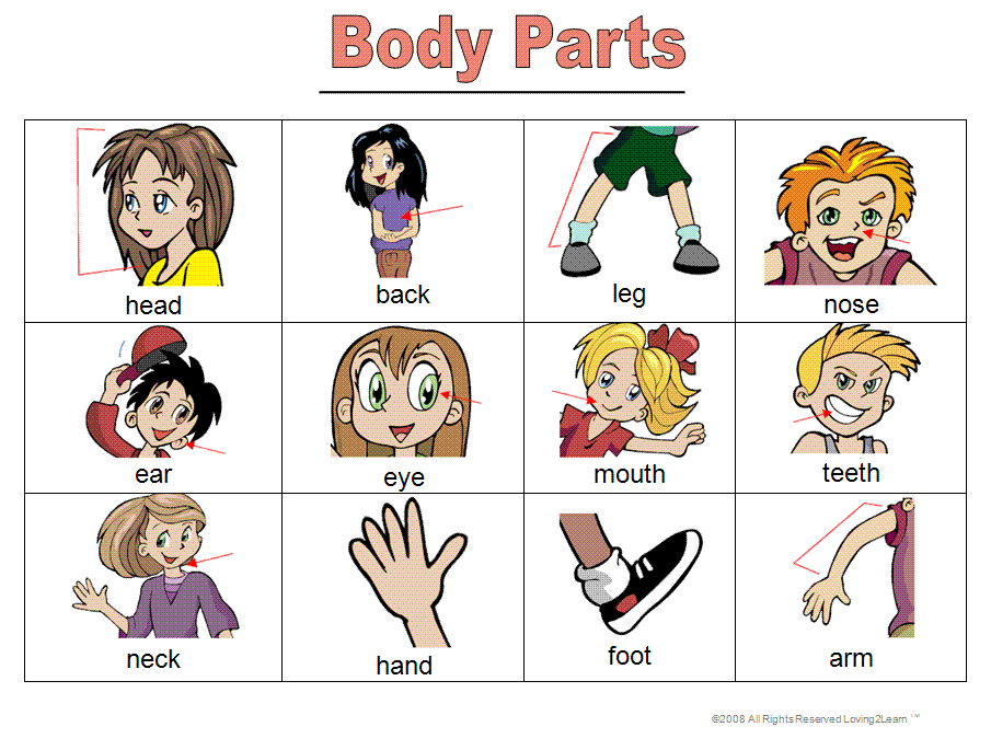 Parts of the body