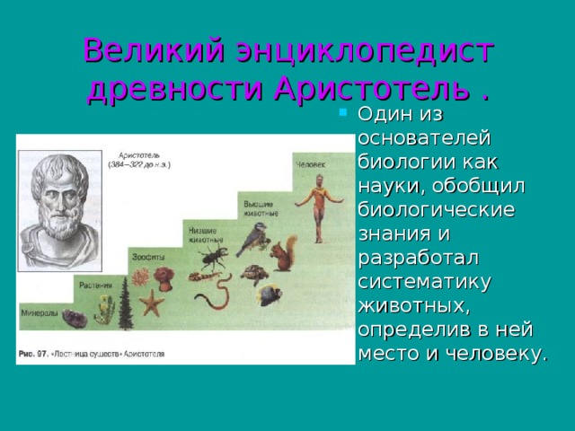 Великий энциклопедист древности Аристотель . Один из основателей биологии как науки, обобщил биологические знания и разработал систематику животных, определив в ней место и человеку. 