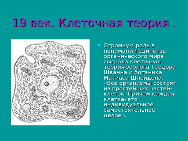 19 век. Клеточная теория . Огромную роль в понимании единства органического мира сыграла клеточная теория зоолога Теодора Шванна и ботаника Матиаса Шлейдена. «Все организмы состоят из простейших частей- клеток. Причем каждая клетка- это индивидуальное самостоятельное целое». 