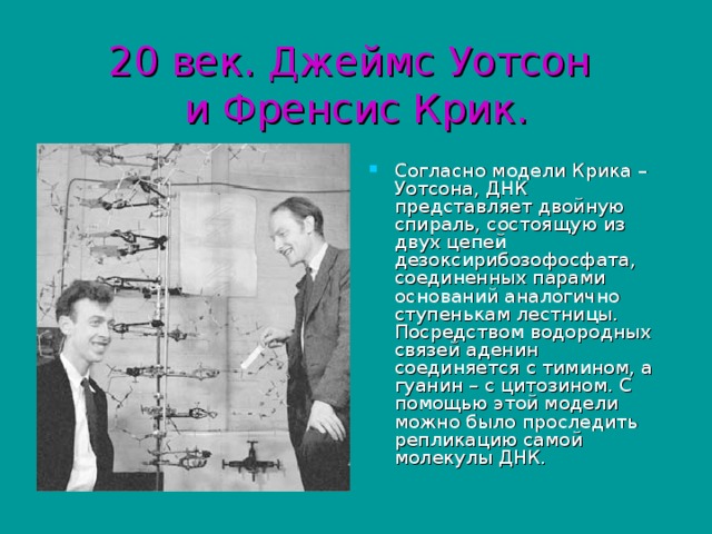 20 век. Джеймс Уотсон  и Френсис Крик. Согласно модели Крика – Уотсона, ДНК представляет двойную спираль, состоящую из двух цепей дезоксирибозофосфата, соединенных парами оснований аналогично ступенькам лестницы. Посредством водородных связей аденин соединяется с тимином, а гуанин – с цитозином. С помощью этой модели можно было проследить репликацию самой молекулы ДНК. 