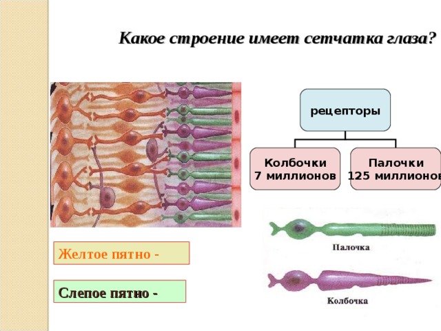  Какое строение имеет сетчатка глаза? рецепторы Колбочки 7 миллионов Палочки 125 миллионов Желтое пятно - Слепое пятно - 