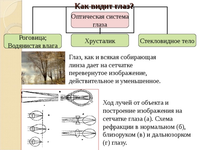 Как видит глаз? Оптическая система глаза Роговица; Водянистая влага Хрусталик Стекловидное тело Глаз, как и всякая собирающая линза дает на сетчатке перевернутое изображение, действительное и уменьшенное. Ход лучей от объекта и построение изображения на сетчатке глаза (а). Схема рефракции в нормальном (б), близоруком (в) и дальнозорком (г) глазу. 