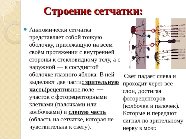 Строение сетчатки: Анатомически сетчатка представляет собой тонкую оболочку, прилежащую на всём своём протяжении с внутренней стороны к стекловидному телу, а с наружной — к сосудистой оболочке глазного яблока. В ней выделяют две части : зрительную часть (рецептивное поле — участок с фоторецепторными клетками (палочками или колбочками) и слепую часть (область на сетчатке, которая не чувствительна к свету).  Свет падает слева и проходит через все слои, достигая фоторецепторов (колбочек и палочек). Которые и передают сигнал по зрительному нерву в мозг. 