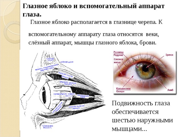 Аппараты глаза