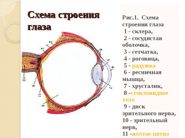 Общий план строения глазного яблока гистология