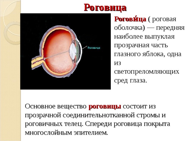 Роговица Рогови́ца  ( роговая оболочка) — передняя наиболее выпуклая прозрачная часть глазного яблока, одна из светопреломляющих сред глаза. Основное вещество роговицы состоит из прозрачной соединительнотканной стромы и роговичных телец. Спереди роговица покрыта многослойным эпителием . 