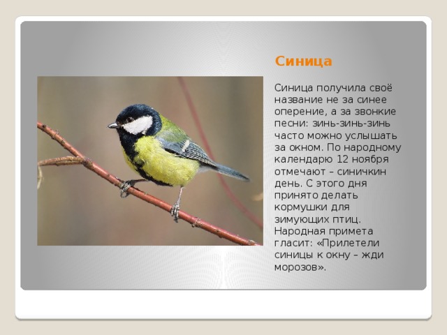 Синица Синица получила своё название не за синее оперение, а за звонкие песни: зинь-зинь-зинь часто можно услышать за окном. По народному календарю 12 ноября отмечают – синичкин день. С этого дня принято делать кормушки для зимующих птиц. Народная примета гласит: «Прилетели синицы к окну – жди морозов». 