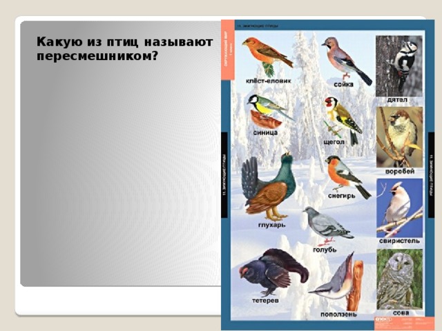 Какую из птиц называют пересмешником? 