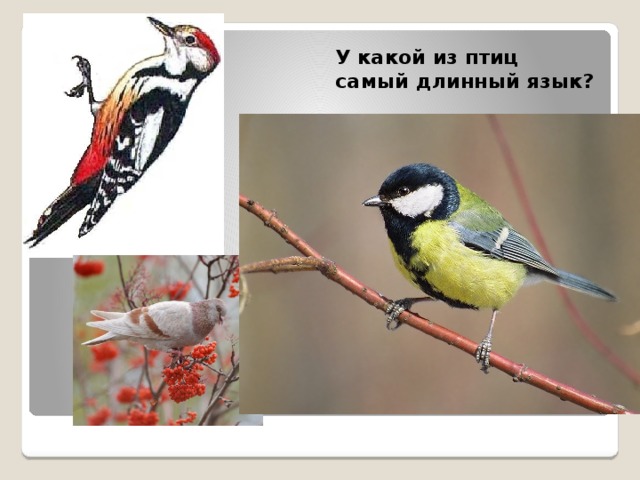 У какой из птиц самый длинный язык? 