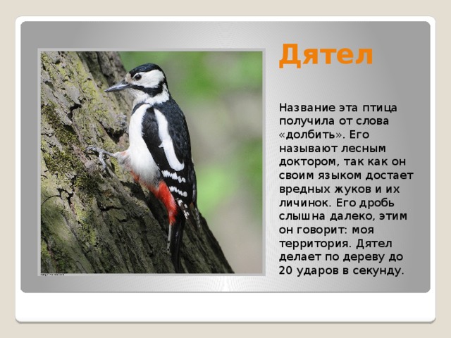 Почему птицу называют. Дятел описание. Дятел описание описание. Дятел Лесной доктор. Сообщение о дятле.