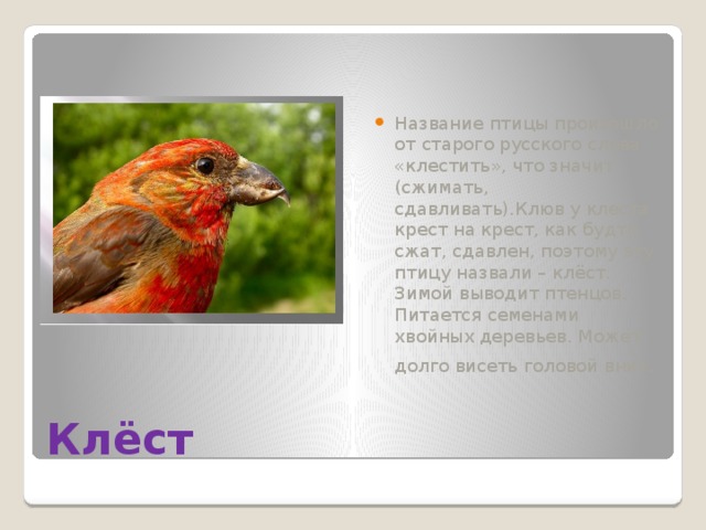 Название птицы произошло от старого русского слова «клестить», что значит (сжимать, сдавливать).Клюв у клеста крест на крест, как будто сжат, сдавлен, поэтому эту птицу назвали – клёст. Зимой выводит птенцов. Питается семенами хвойных деревьев. Может долго висеть головой вниз . Клёст 