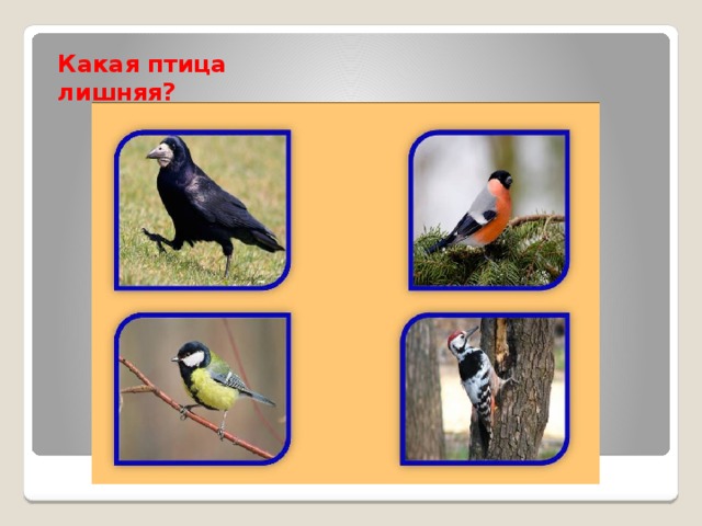 Какая птица лишняя? 