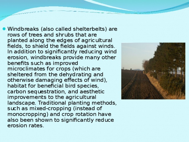 Windbreaks (also called shelterbelts) are rows of trees and shrubs that are planted along the edges of agricultural fields, to shield the fields against winds. In addition to significantly reducing wind erosion, windbreaks provide many other benefits such as improved microclimates for crops (which are sheltered from the dehydrating and otherwise damaging effects of wind), habitat for beneficial bird species, carbon sequestration, and aesthetic improvements to the agricultural landscape. Traditional planting methods, such as mixed-cropping (instead of monocropping) and crop rotation have also been shown to significantly reduce erosion rates.  