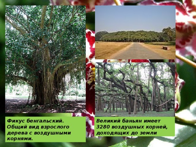 Фикус бенгальский. Великий баньян имеет 3280 воздушных корней, доходящих до земли Общий вид взрослого дерева с воздушными корнями. 