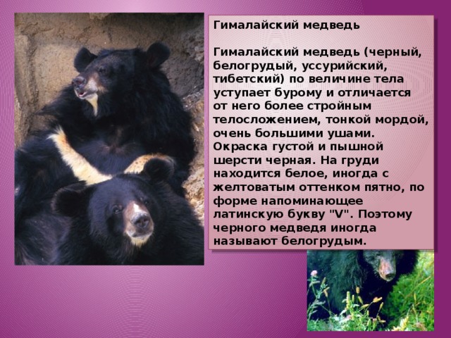 Гималайский медведь  Гималайский медведь (черный, белогрудый, уссурийский, тибетский) по величине тела уступает бурому и отличается от него более стройным телосложением, тонкой мордой, очень большими ушами. Окраска густой и пышной шерсти черная. На груди находится белое, иногда с желтоватым оттенком пятно, по форме напоминающее латинскую букву 