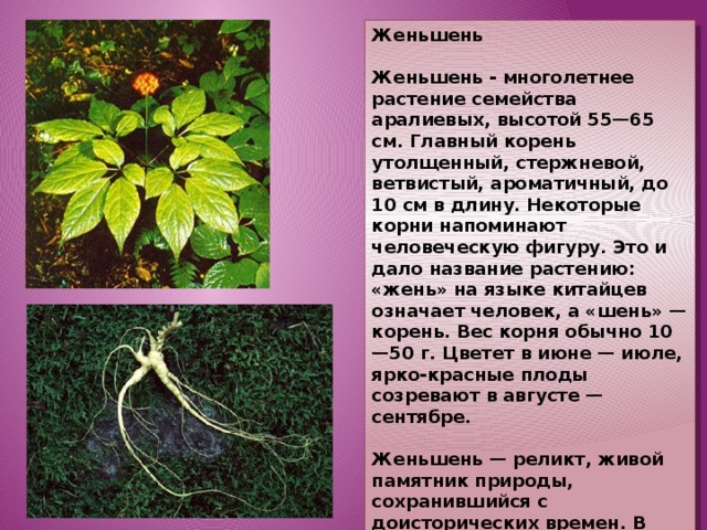 Растение женьшень описание с фотографией
