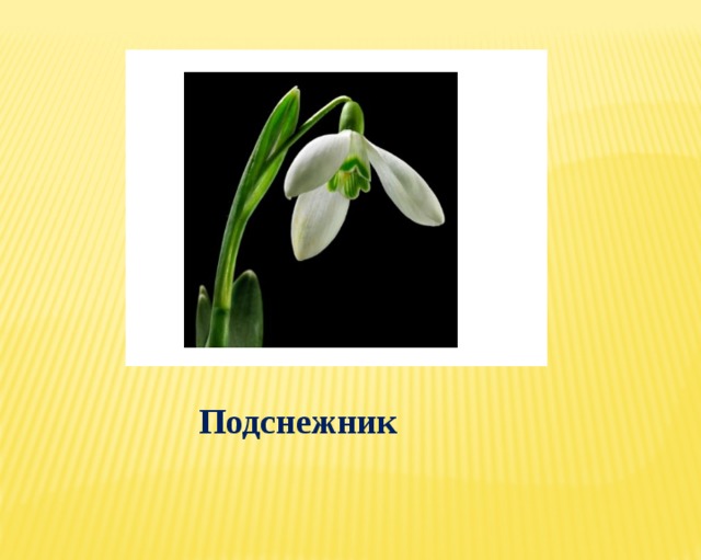 Подснежник  