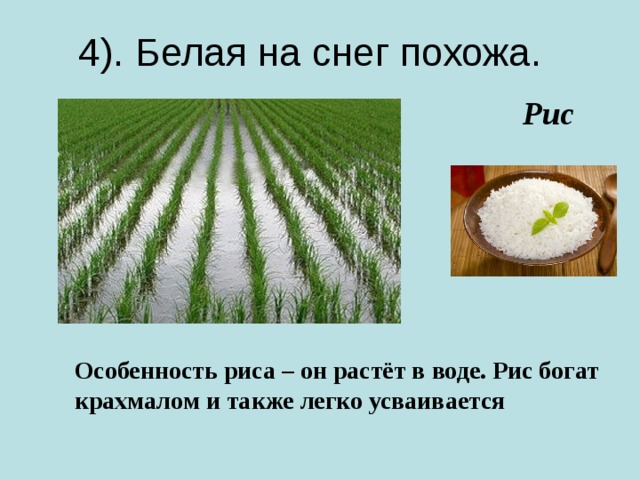 Почему рис пахнет. Доклад на тему рис. Доклад про рис. Краткое сообщение о рисе. Рис культурное растение.
