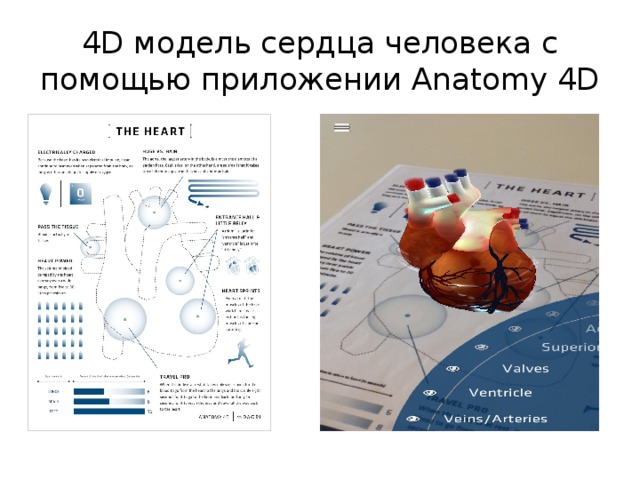 4D модель сердца человека с помощью приложении Anatomy 4D 