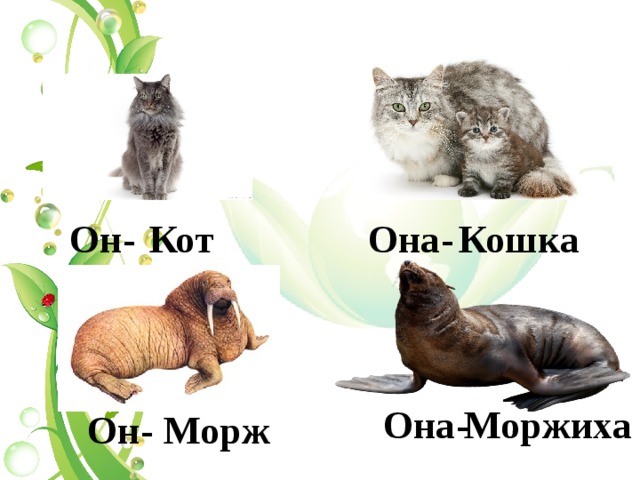  Он- Кот Она- Кошка Она- Моржиха Морж  Он- 