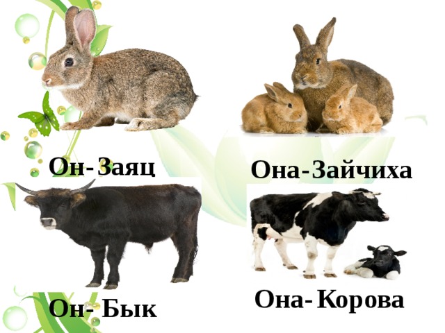  Он- Заяц  Зайчиха  Она-  Она- Корова  Он- Бык 