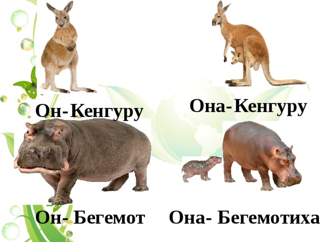 Кенгуру  Она- Кенгуру  Он-  Он- Бегемот Бегемотиха  Она- 
