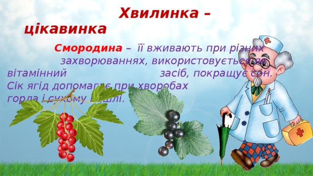  Хвилинка – цікавинка  Смородина  – її вживають при різних захворюваннях, використовується як вітамінний засіб, покращує сон. Сік ягід допомагає при хворобах горла і сухому кашлі.    